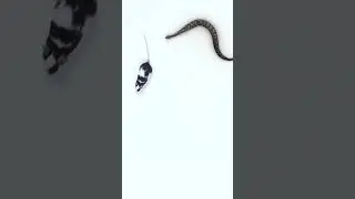 Lizard 🦎 snake 🐍 & mouse 🐭 for cats to watch 😻 #cattv #short #cat