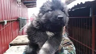 Витязь