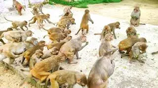 Hanuman ji Amrud kha rahe hain