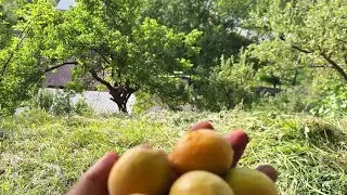 ТОБИСТОНИ АРТУЧ 27.06.2023