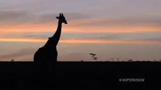 Visions of Kenya - Safaris and Maasai Village [ 4K Sony a6500 ]