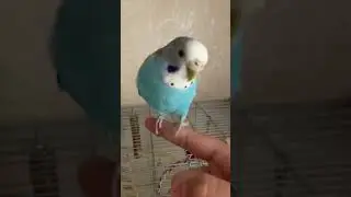 Че за кринж…