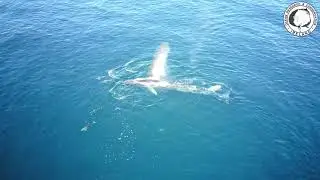 Aerial drone footage of a fin whale the second largest animal on Earth, off the Cork coast.