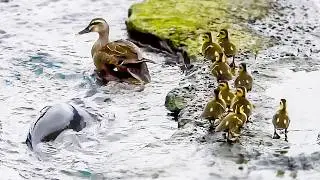 Mother duck notices that one baby is missing / Meet a big fish