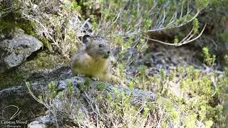 Pika Call