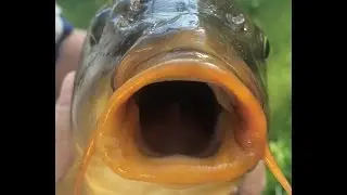 Фиджи  дичь