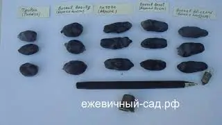 Обзор канадских сортов