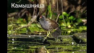 Камышница Slow Motion 4x