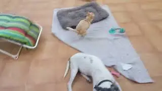 Pablo Zoomies in garden, Valencia 14/7/22