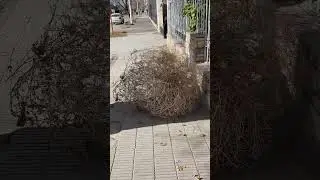 Me encontré un #argentina #automobile #boca #comedia #humor