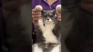 The cutest cat video on the internet 