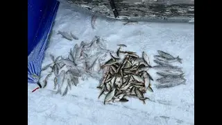 РЫБАЛКА В КОНЦЕ МАРТА РАДУЕТ УЛОВОМ ХАРИУСА И СОРОГИ
