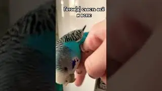 Какая птица ты? #parrot #birds #pets #animals #cockatiel #cute #bird #pet #попугаи