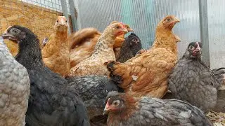 Цыплята в цыплице  :-).