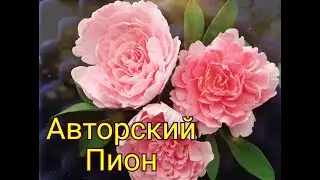 Авторский пион из зефирной полимерной глины