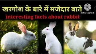 खरगोश के बारे मे रोचक बाते (  interesting fact about rabbit  )
