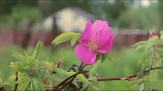 Цветы полевые