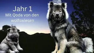 Das unvergessliche erste Lebensjahr von Eurasier Qoda von den Wolfswiesen