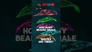 🐋 How many beaked whale species are there?