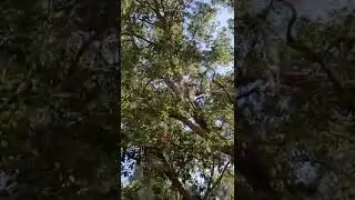 Do you see the mocking bird?!?!