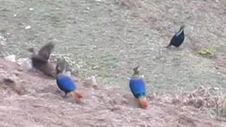 Nepal National Birds(Danfe) - Chasing Love
