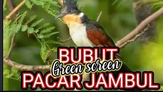 BURUNG