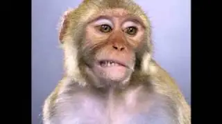 Funny Monkey pics!