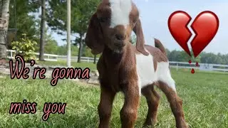 Our Honeydew has crossed the rainbow bridge 💔