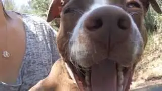 Adopt Chocolate!
