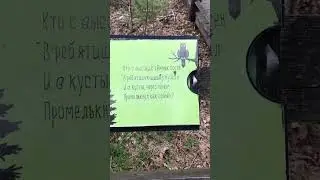 Загадки прямо в лесу