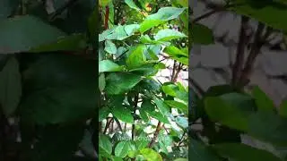 Весна | видео футаж | @imanislamsunna