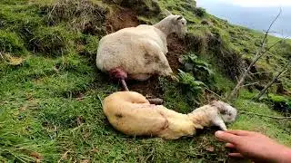 Lamb stuck in it's mother - LET'S GET IT OUT!