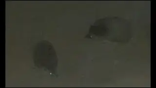 два ежика дерутся