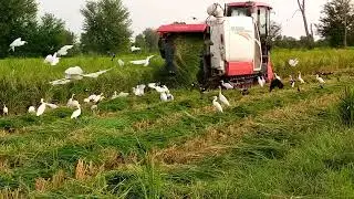 The Beautiful Bird's Eating Rice |beautiful heron's in agriculture farme |Amazing beaut bird's ||