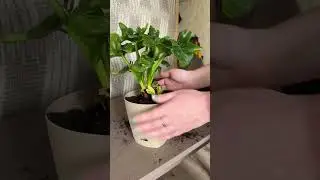Новый домашний цветок с интересным названием