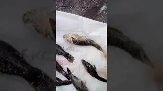Ротан. Восстание мёртвых