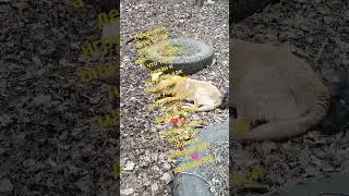 Ищю дом малышке Люси #помощь #хочудомой #dog #любимыйпитомец
