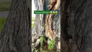 Как думаете сколько ему лет!?🌳 #огромноедерево #деревенскаяжизнь #гэлвин
