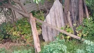 Кризис кошки повторился год спустя 11 июня 2024 г.