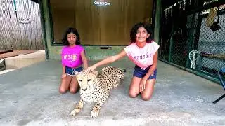 Up Close with a Cheetah 🐆 | Our Wild Day at Tiger Kingdom Phuket! 🇹🇭