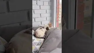 Отдам котят в добрые руки. Ярославль. 😺