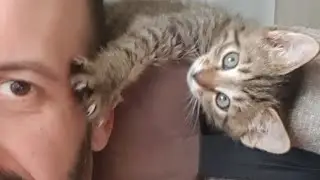 кот Саня и кресло