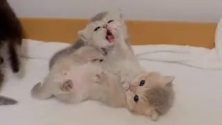 The pretend wrestling game that started with the kittens waking up was so cute...