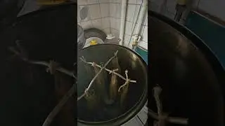 копчёный сибас