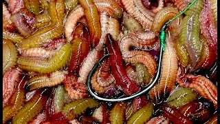 Cách móc mồi rươi câu cá chép - Sandworms how to bait on the hook for carp