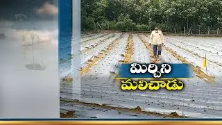 మల్చింగ్‌ విధానంలో మిరప సాగు  | 22nd Sept '20 || JaiKisan TS