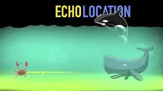How do bats fly? (Echolocation & SONAR) (Hindi) | Physics | Khan Academy