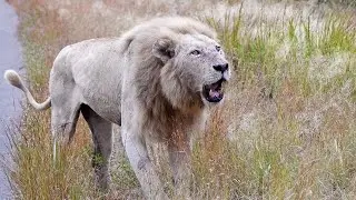 White Lion Casper Roaring Towards Rival Males (Mayambula Coalition)