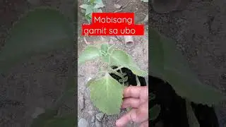 Home lucky plants gmot sa ubo origano #asmr #origano #photography