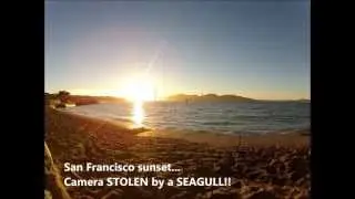 Чайка украла GoPro